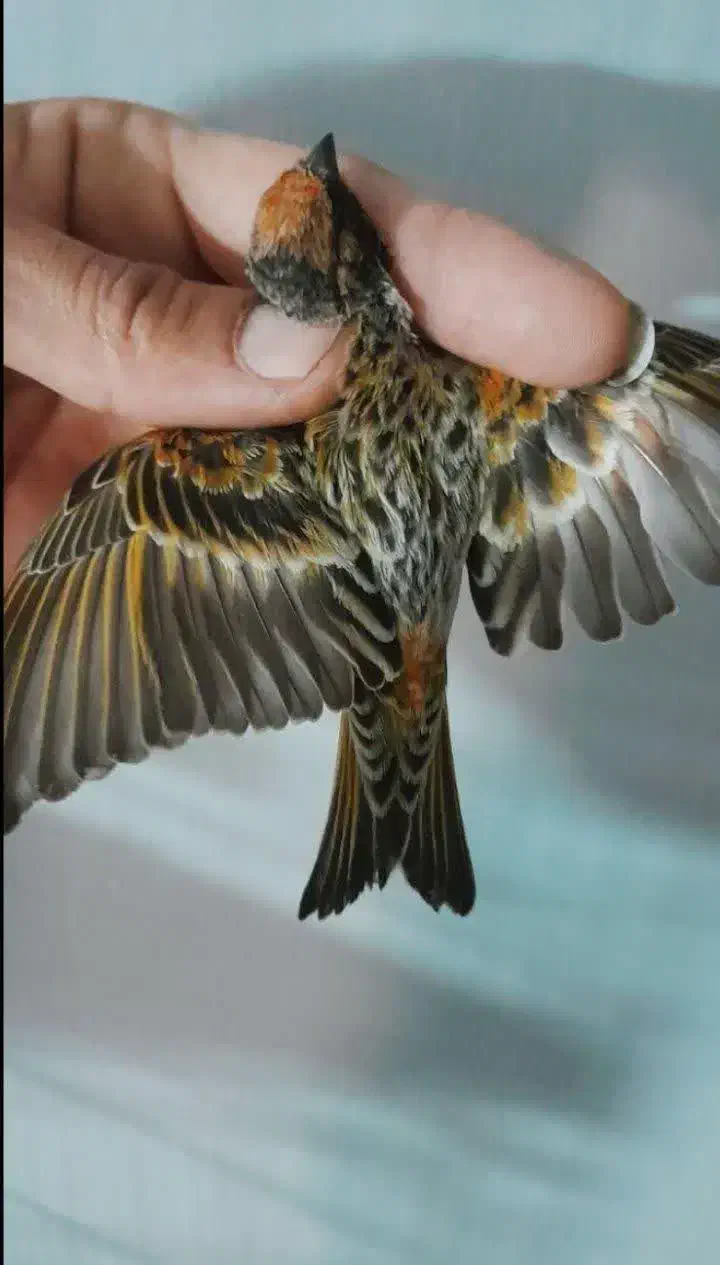 سهره گلبسر قناری به شرط نر همه قواره دار|پرنده|قم, شاه ابراهیم|دیوار