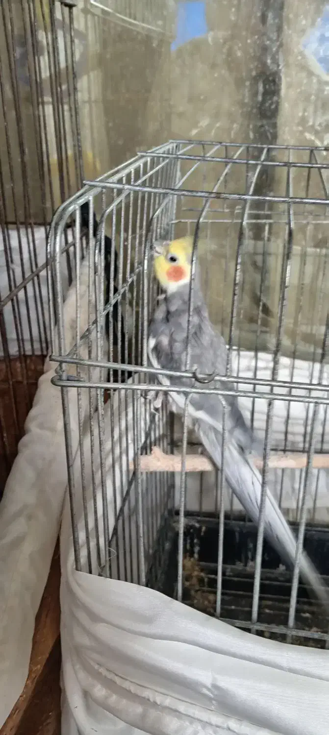 پرنده|پرنده|قائمشهر, |دیوار