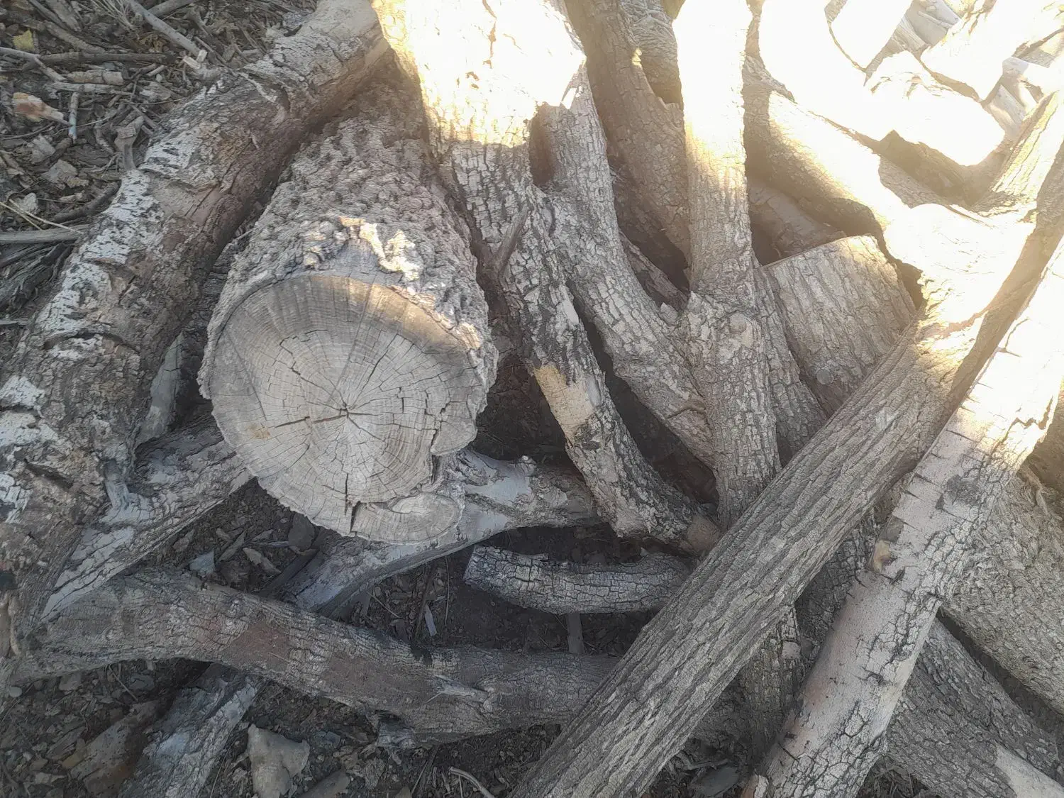 چند تن چوب خشک خشک سنجد توت زبان گنجشک گردو|عمده‌فروشی|ری, امین آباد|دیوار