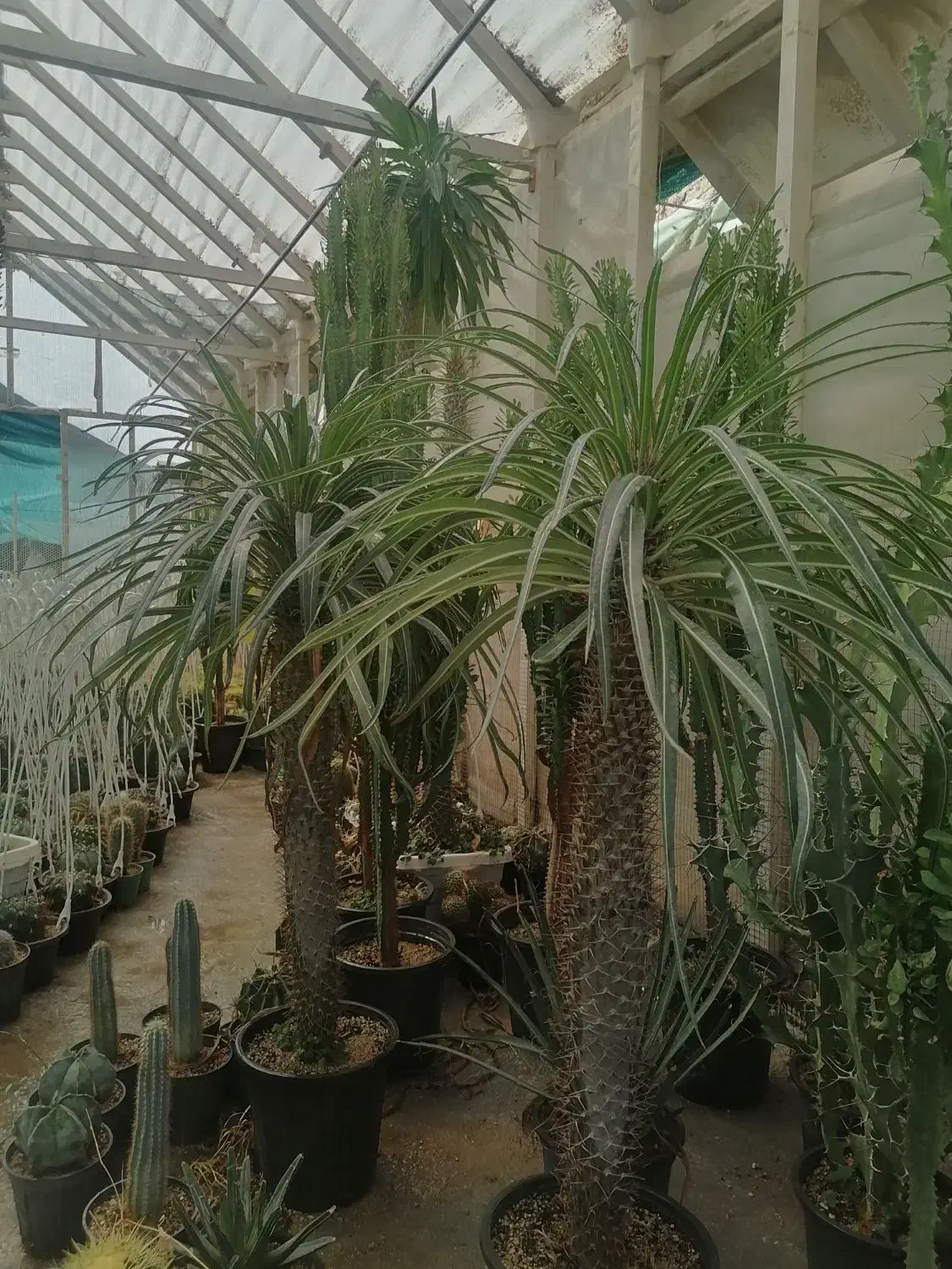 کاکتوس. آگاو. نخل مادگاسکار بزرگ|گل و گیاه طبیعی|نی‌ریز, |دیوار