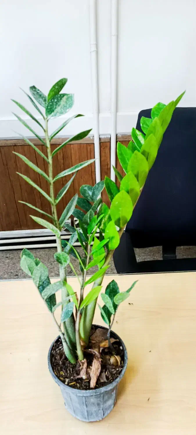 ۵ عدد گلدان آپارتمانی - ارسال رایگان در تهران|گل و گیاه طبیعی|تهران, یوسفآباد|دیوار