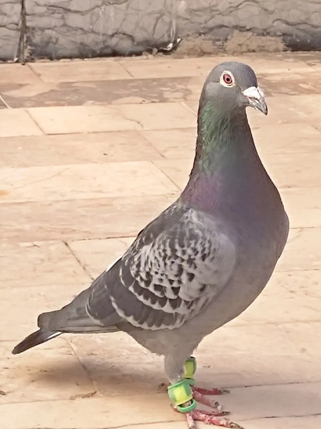 کبوتر سبز آلمانی پلاکی مسافتی جفتگاه پرشی|پرنده|مشهد, کارمندان دوم|دیوار