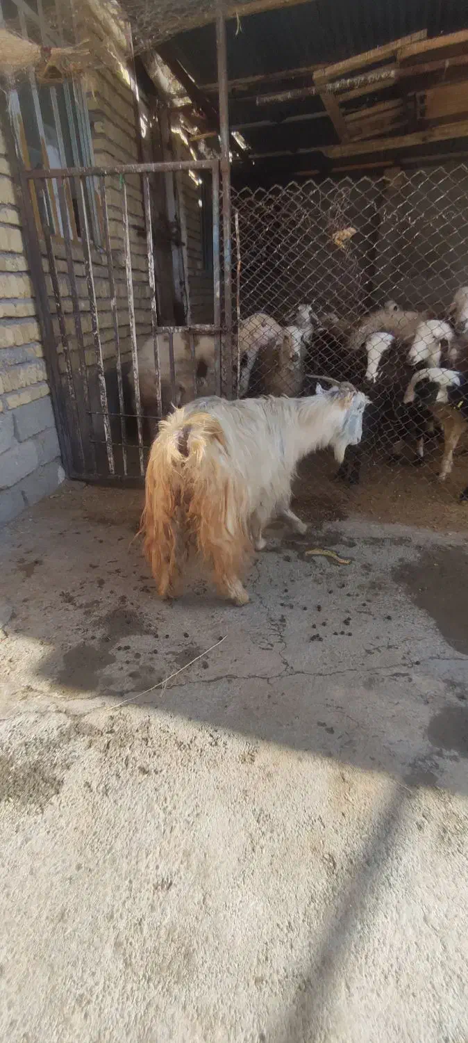 بزغاله|حیوانات مزرعه|الشتر, |دیوار