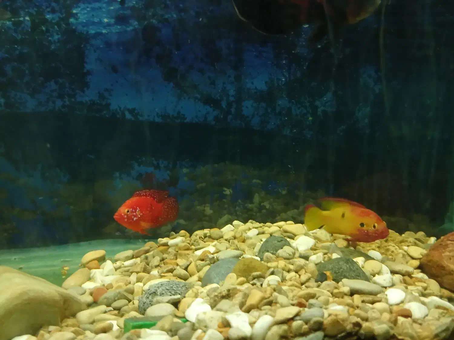 ماهی جوئل|ماهی|مرودشت, فرهنگ|دیوار