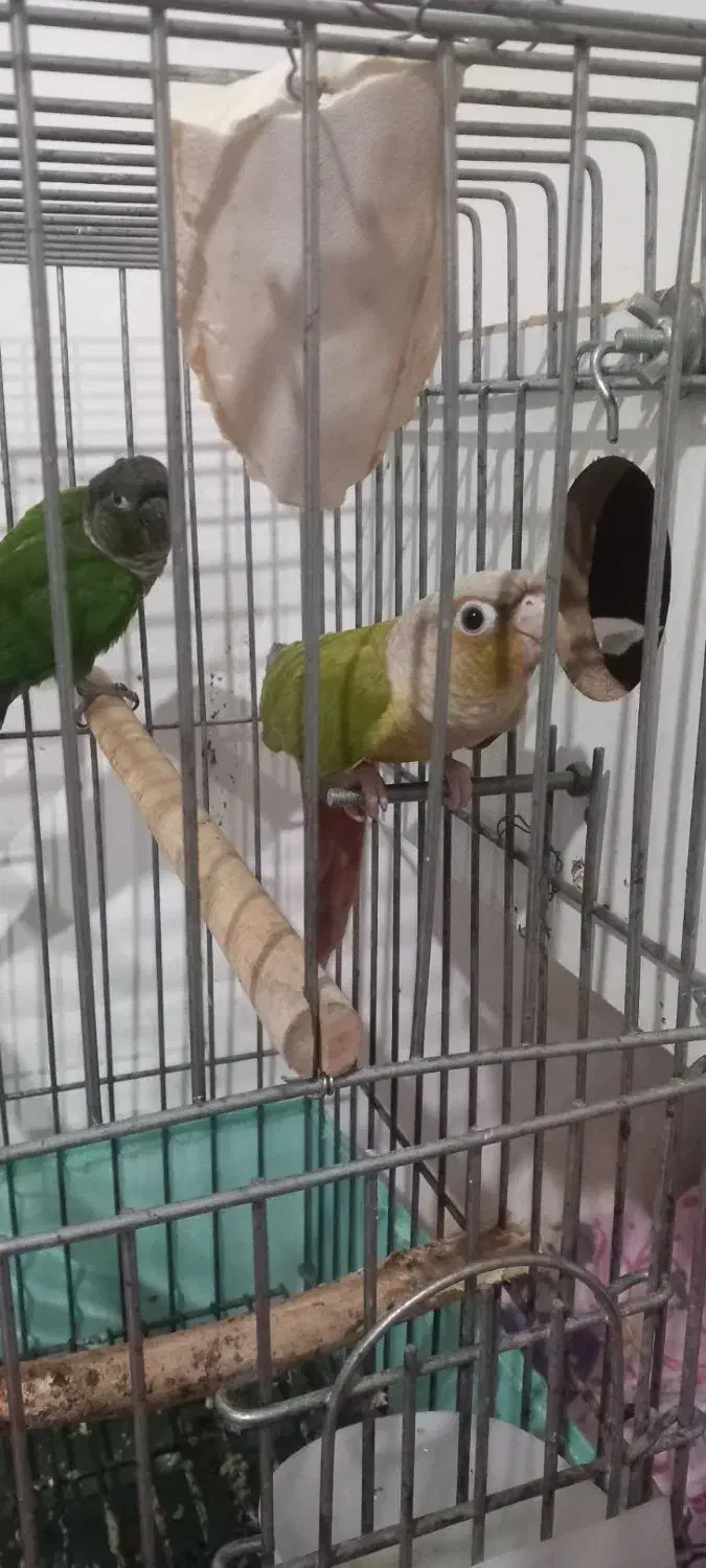 گیربنچیک مولد|پرنده|مشکین‌دشت, |دیوار