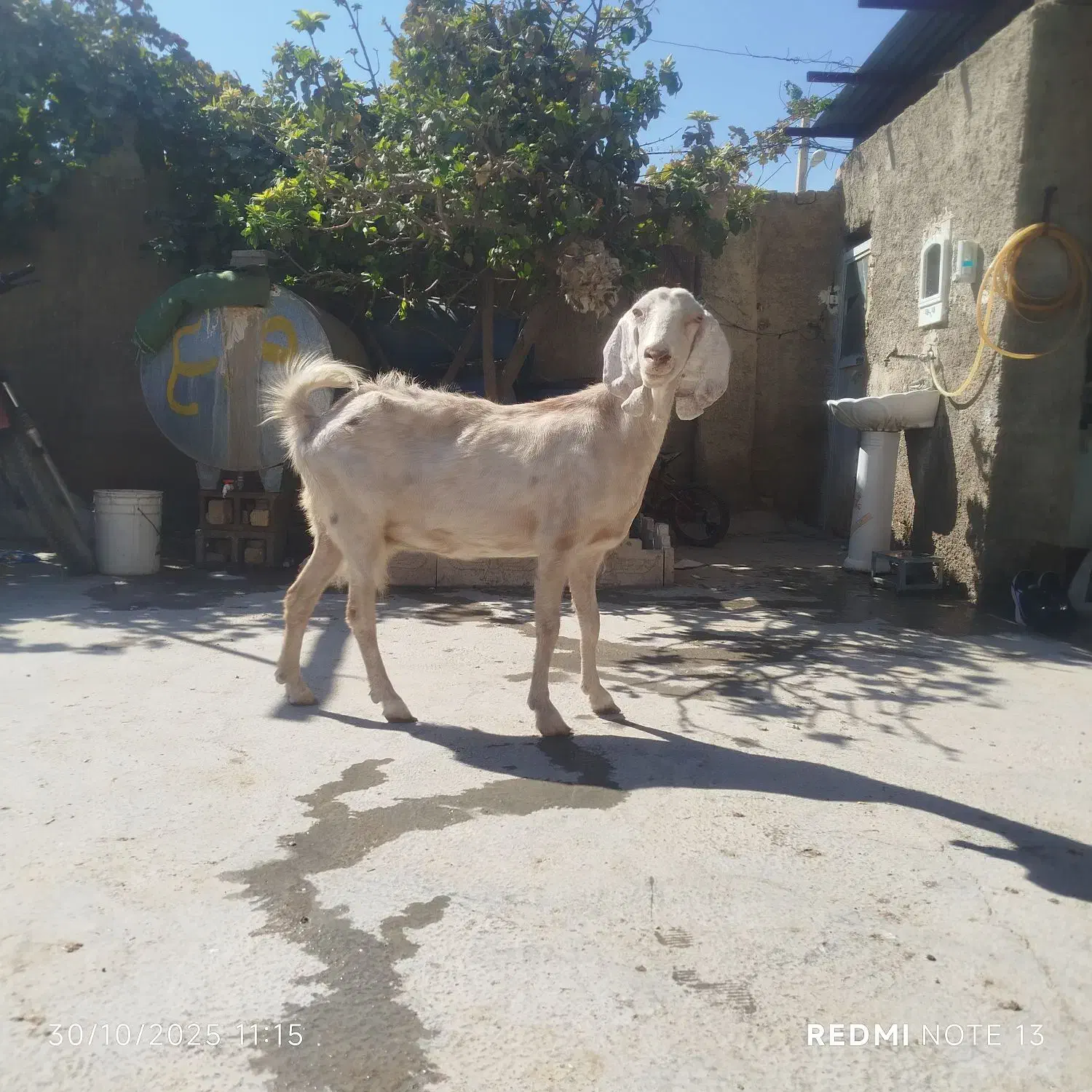 سالار بز دورگ|حیوانات مزرعه|مرودشت, تخت جمشید|دیوار