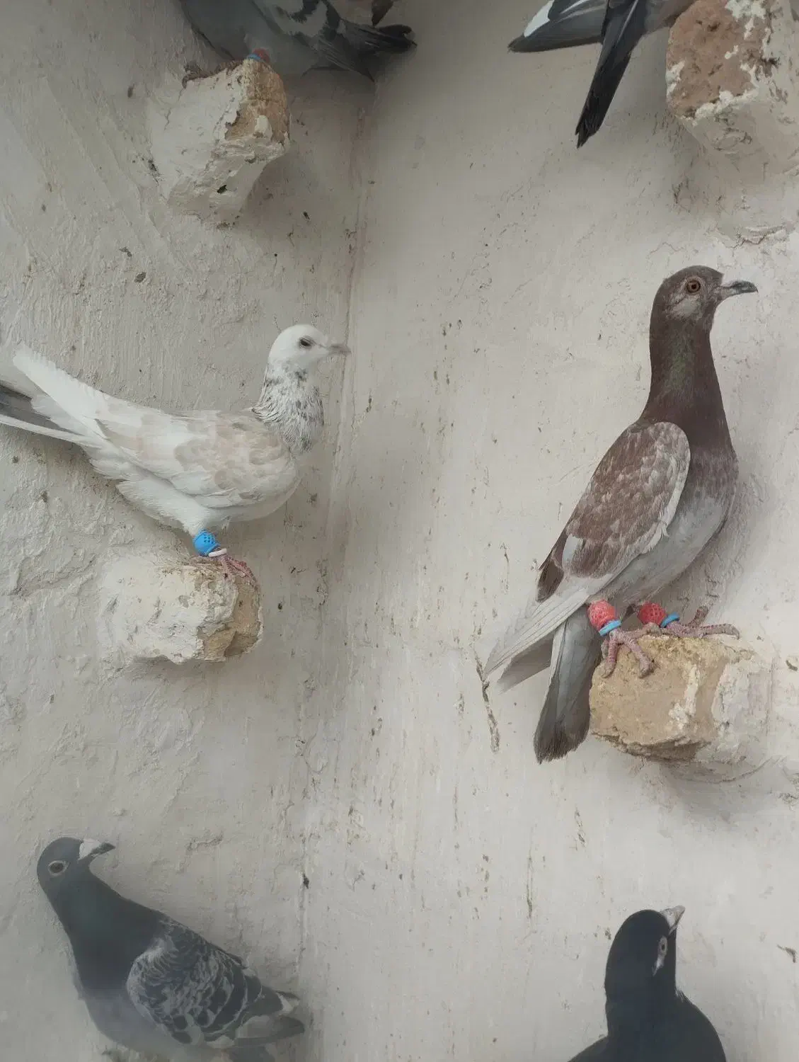 پرشی|پرنده|اسفرورین, |دیوار