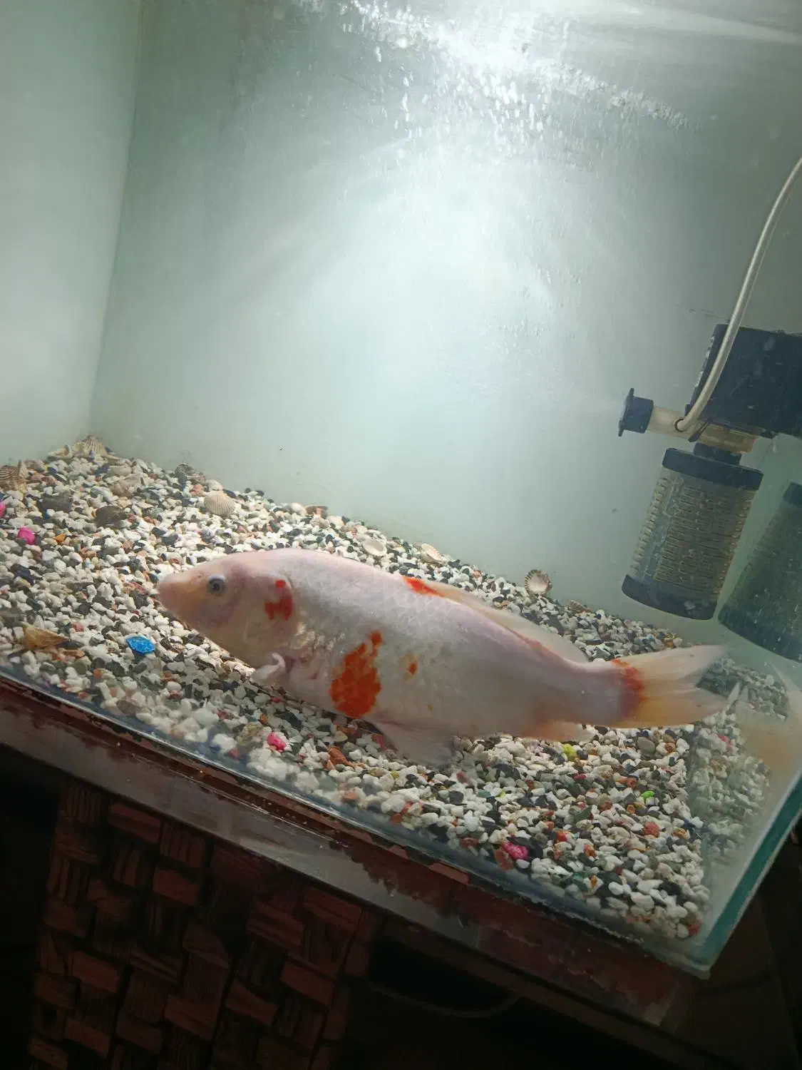 ماهی کوی مولد نر|ماهی|کرج, فاز ۳ گوهردشت|دیوار