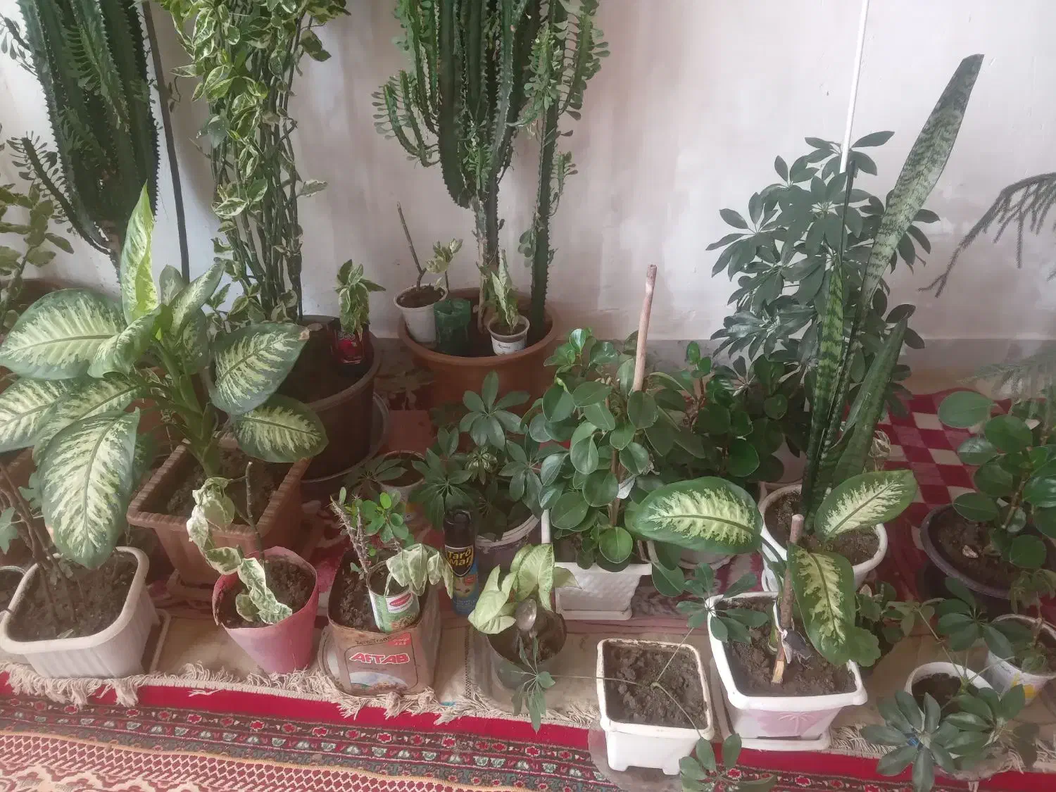 گل   خانگی|گل و گیاه طبیعی|مراغه, |دیوار