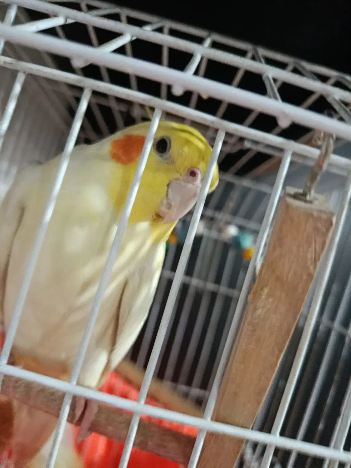 پرندگان|پرنده|کیاشهر, |دیوار