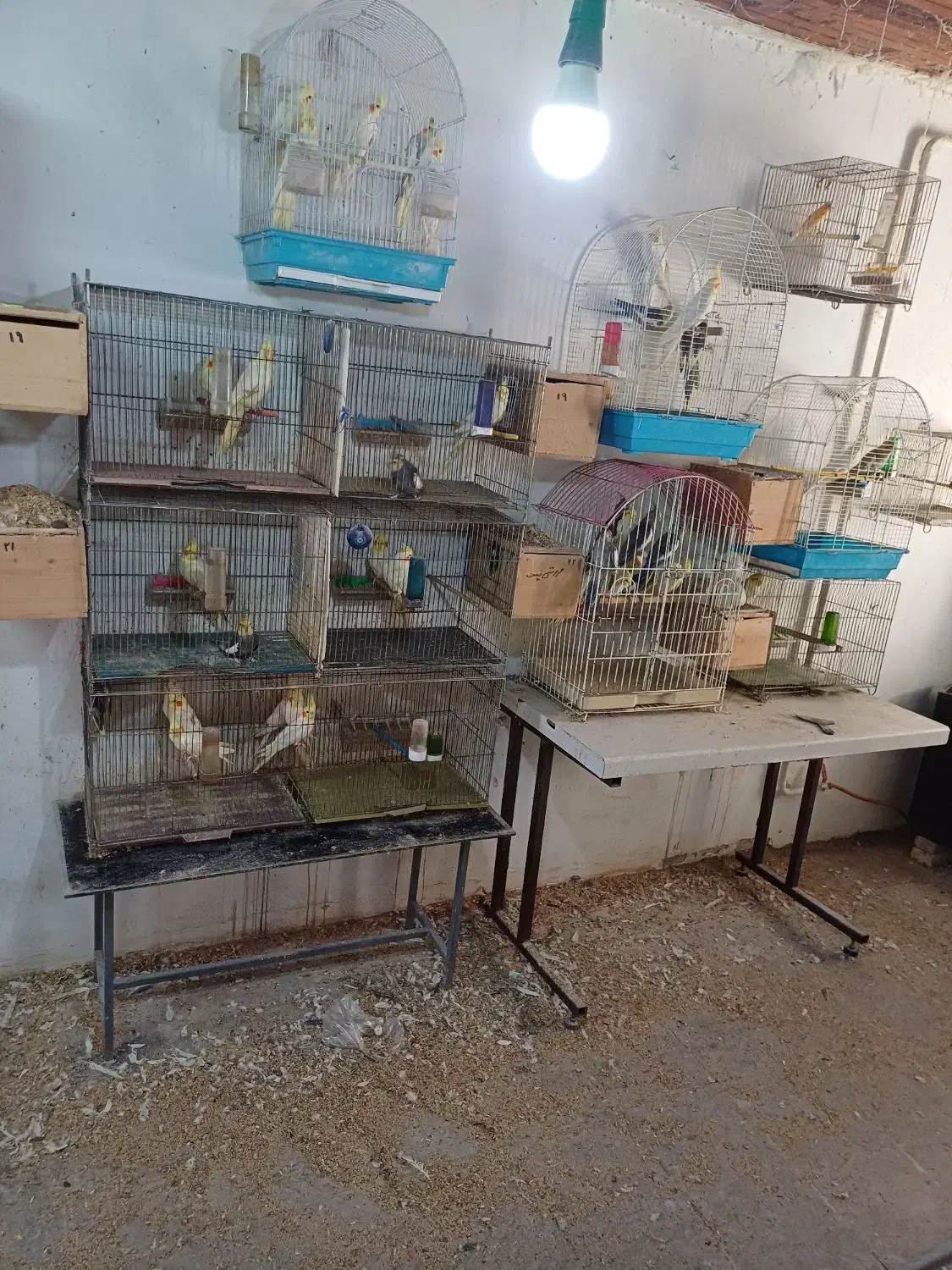 عروس هلندی جوجه وبالغ|پرنده|رشت, شهرک صبا|دیوار