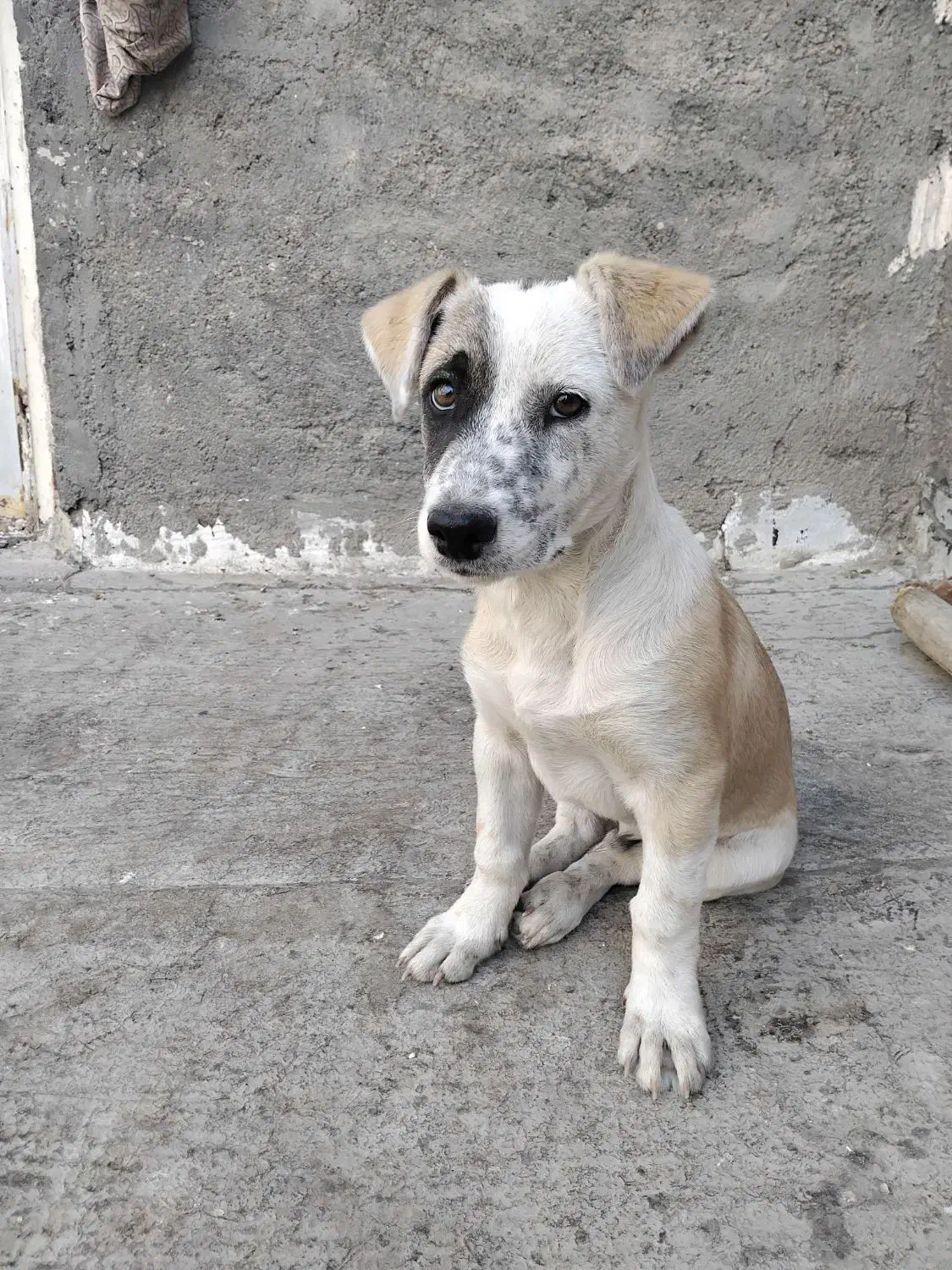 سگ پاکوتاه|سگ|مشهد, خواجه ربیع|دیوار