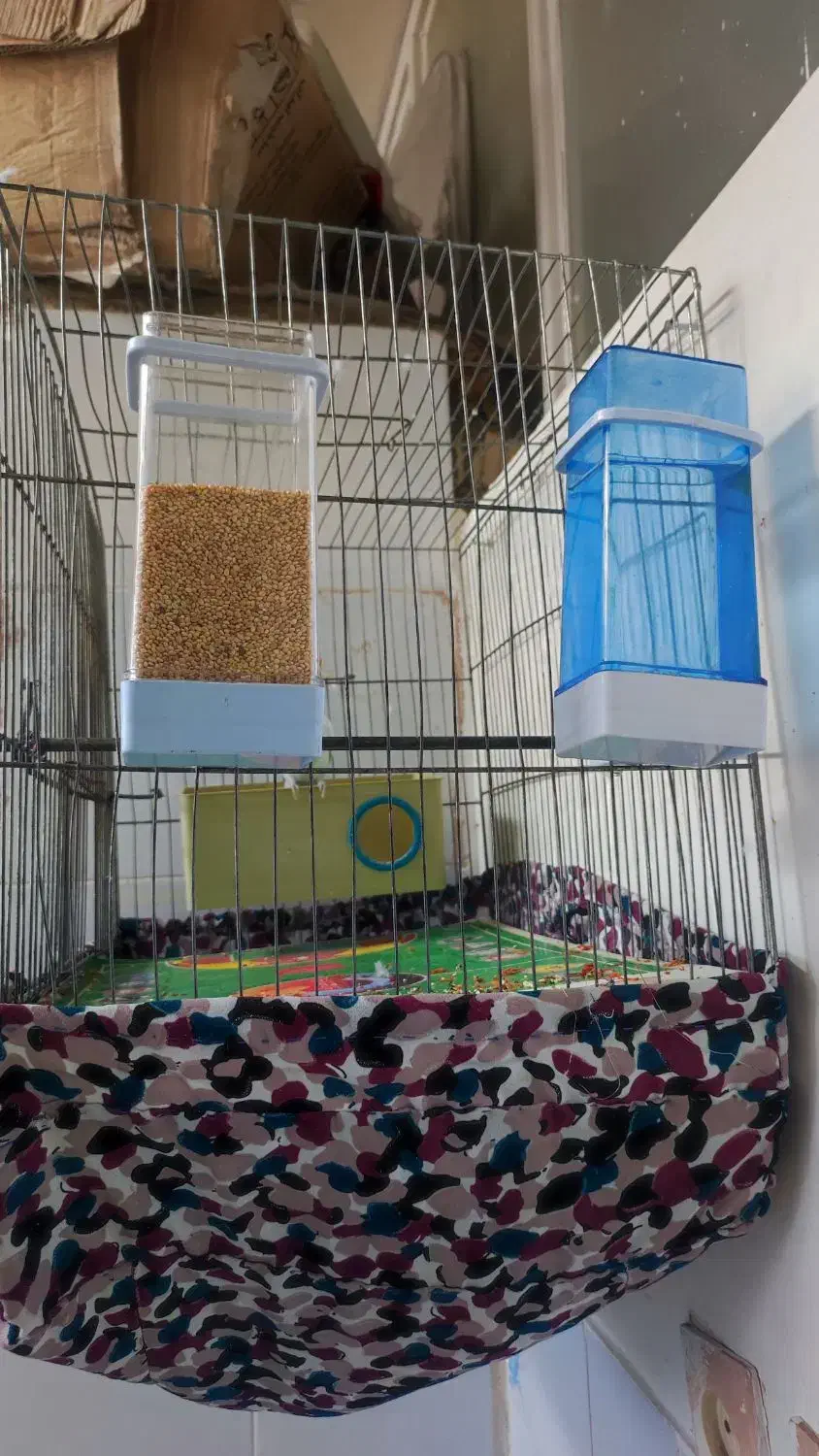 مرغ عشق|پرنده|شیراز, شاهچراغ|دیوار