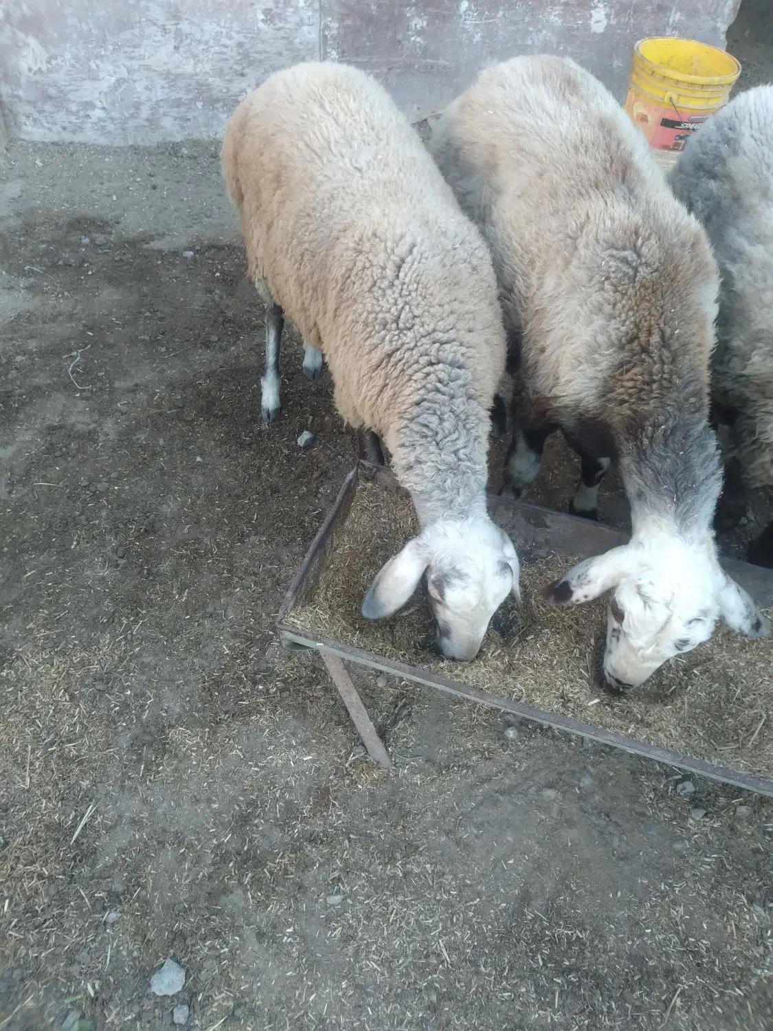 ۴عدد گوسفند|حیوانات مزرعه|گمیشان, |دیوار