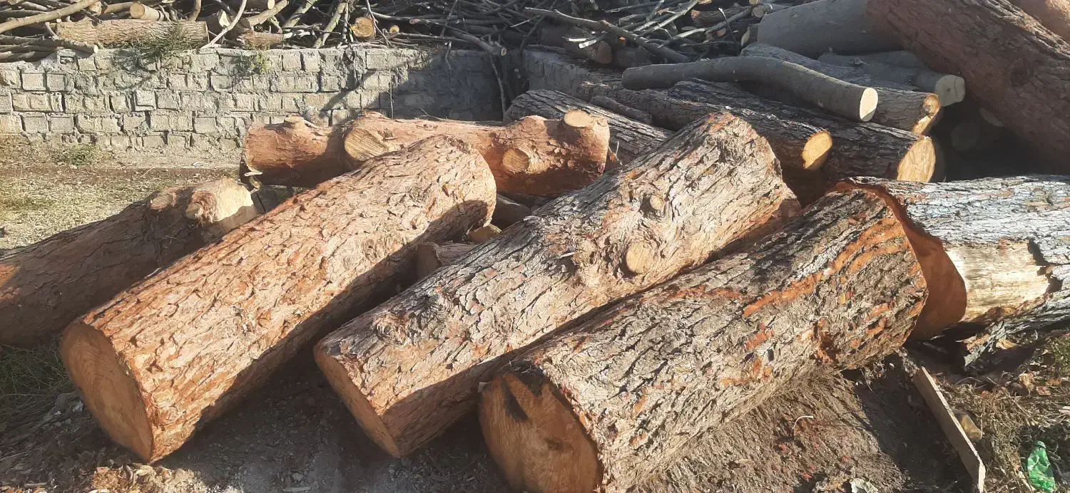 خریدار چوب تر و خشک|خدمات باغبانی و درختکاری|پارسآباد, |دیوار