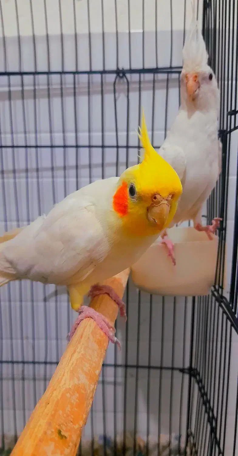 یک جفت عروس هلندی|پرنده|پاکدشت, پاکدشت (مامازند)|دیوار