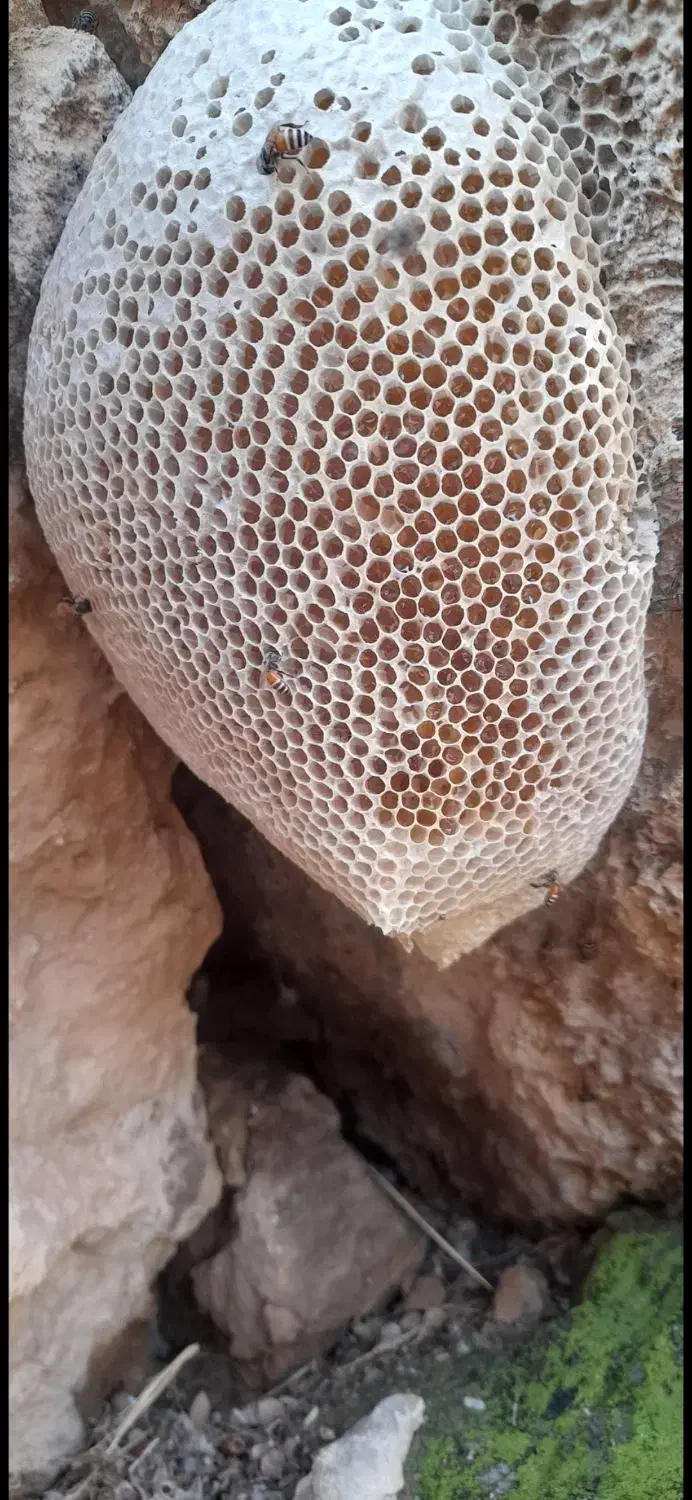 عسل کوهی اصل|خوردنی و آشامیدنی|شیراز, میانرود|دیوار