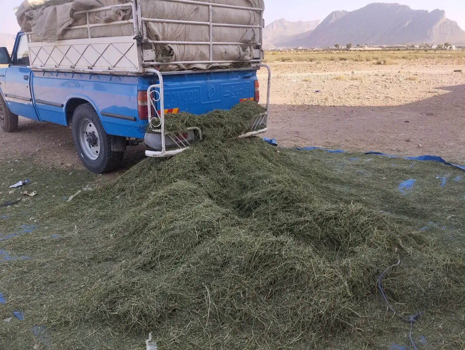 یونجه نرم|لوازم جانبی حیوانات|شیراز, اصلاح‌نژاد|دیوار