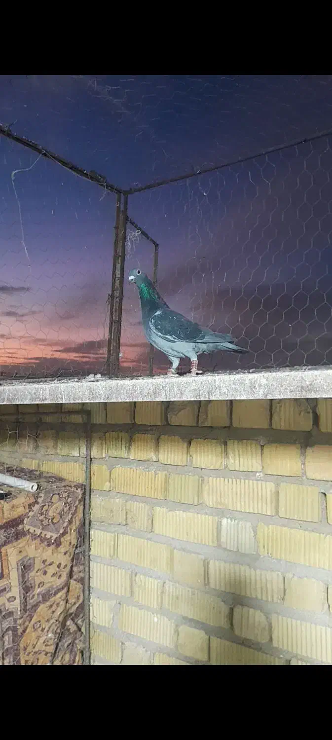 پلاکی|پرنده|مرودشت, نقش رستم|دیوار