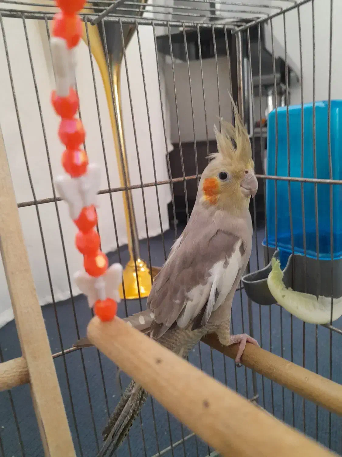 عروس هلندی|پرنده|مریوان, |دیوار