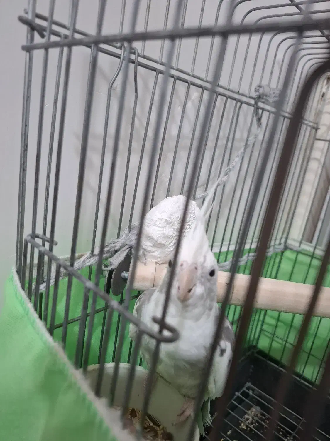 عروس هلندی دوکت البینو|پرنده|ماهدشت, |دیوار