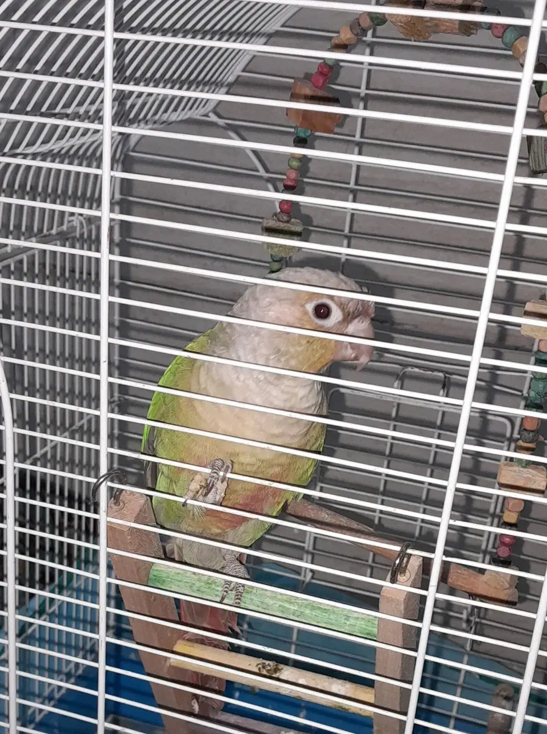 گرینچیک گمشده|حیوانات|نظرآباد, رسالت|دیوار