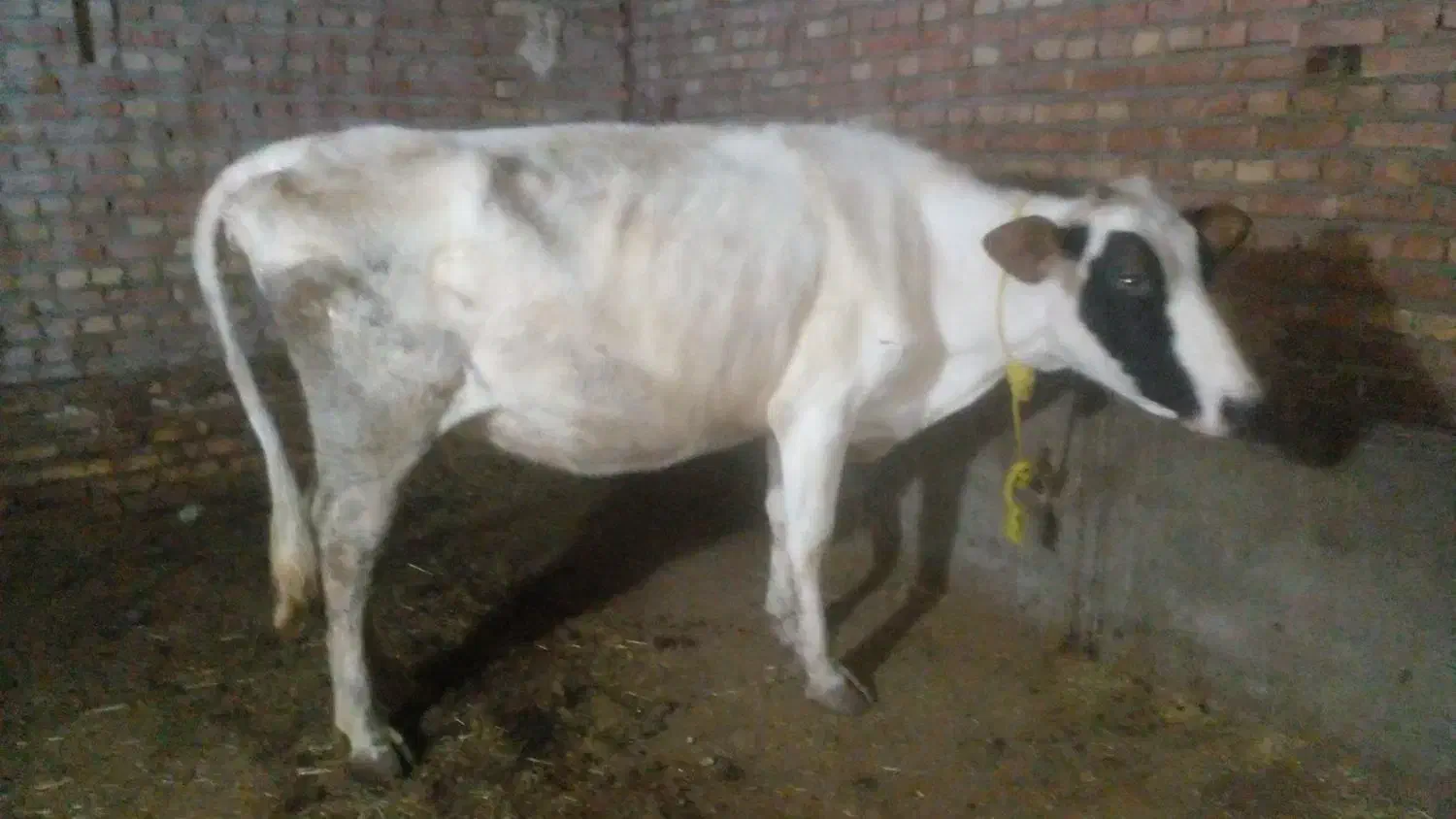 گاو  جوان|حیوانات مزرعه|هریس, |دیوار