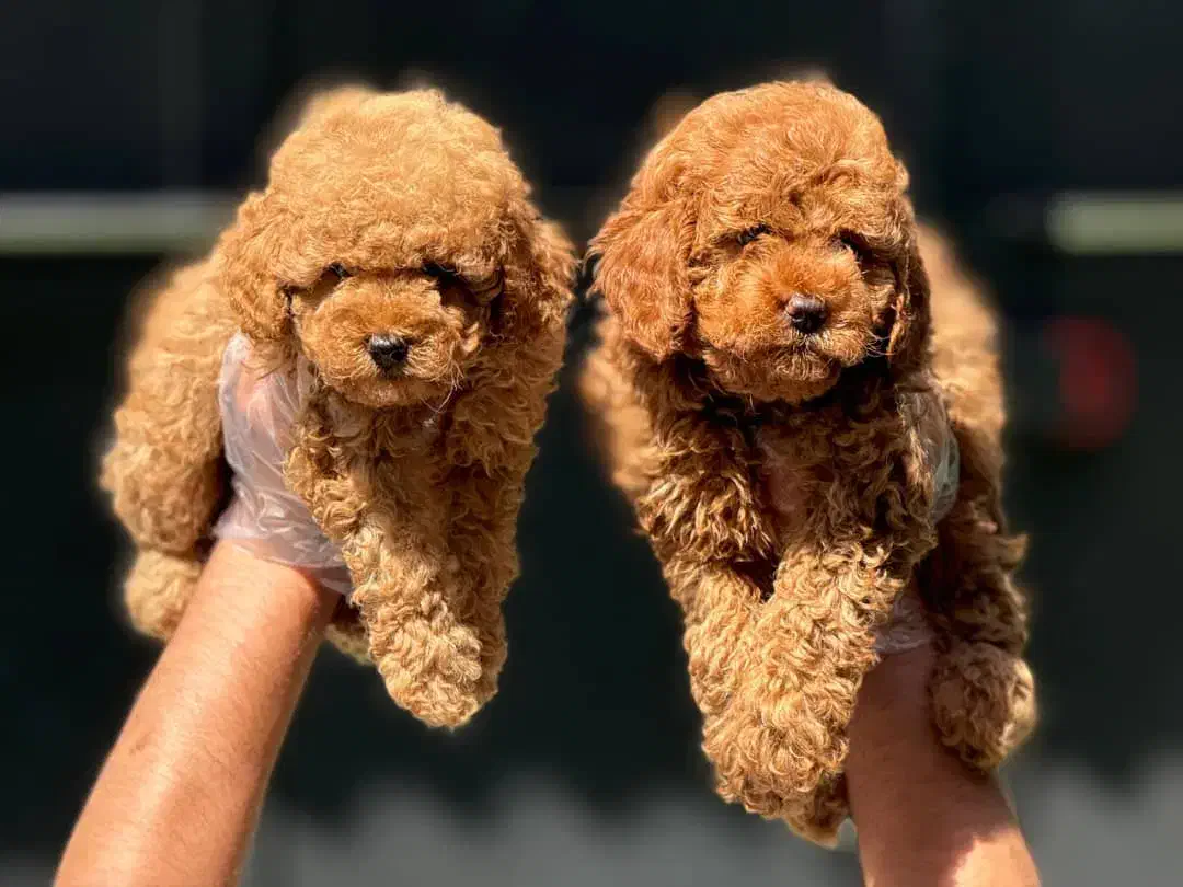 پودل|سگ|بندرعباس, |دیوار