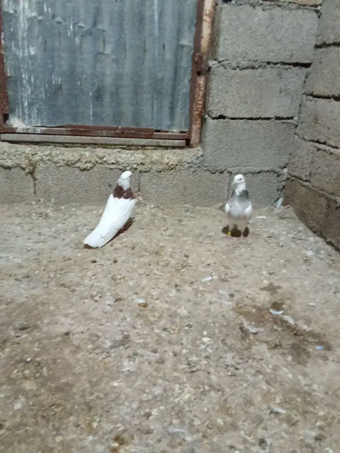 جفت طوقی اس|پرنده|دهلران, |دیوار