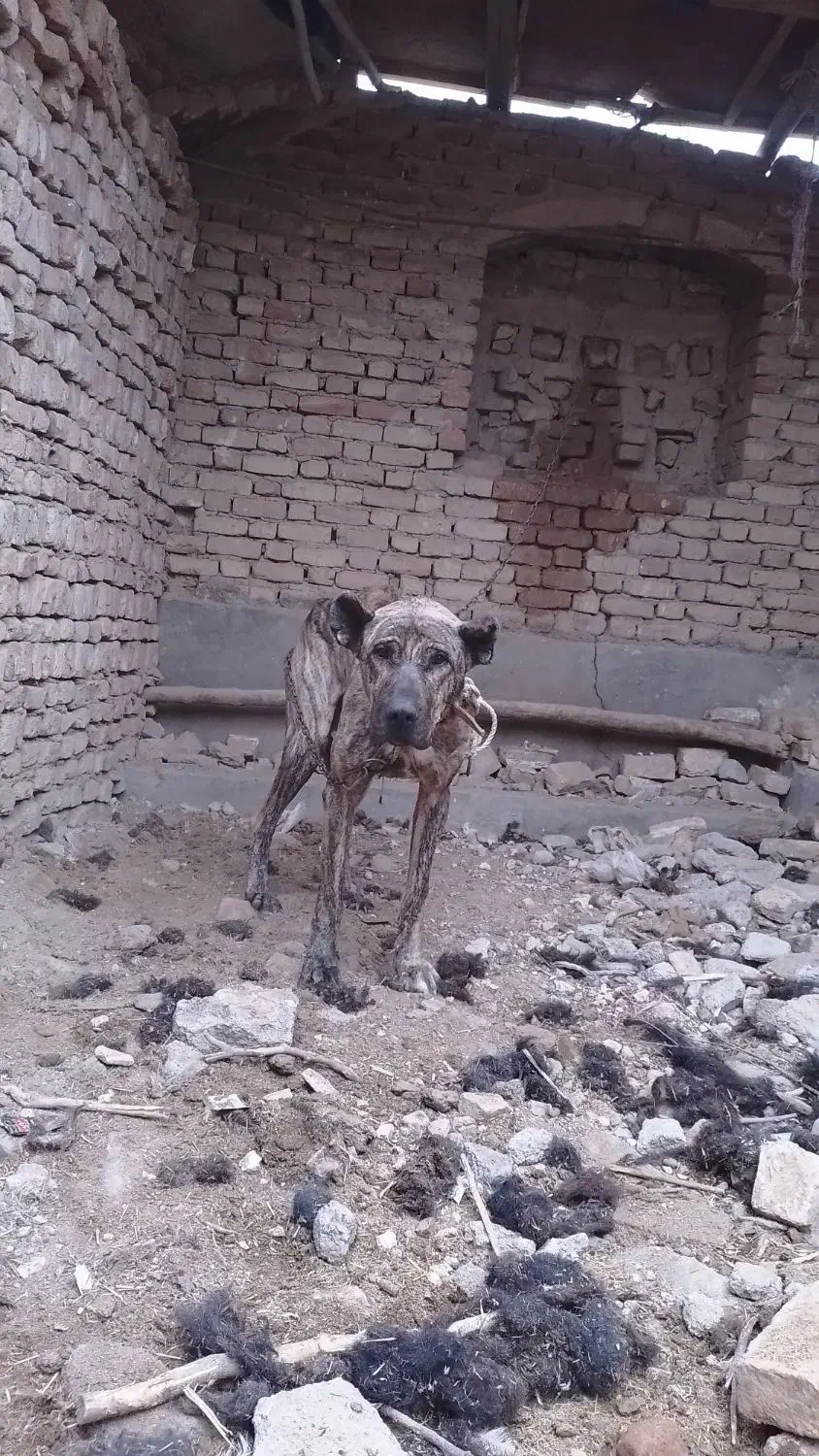 واگذاری سگ دورشت|سگ|کاشمر, |دیوار