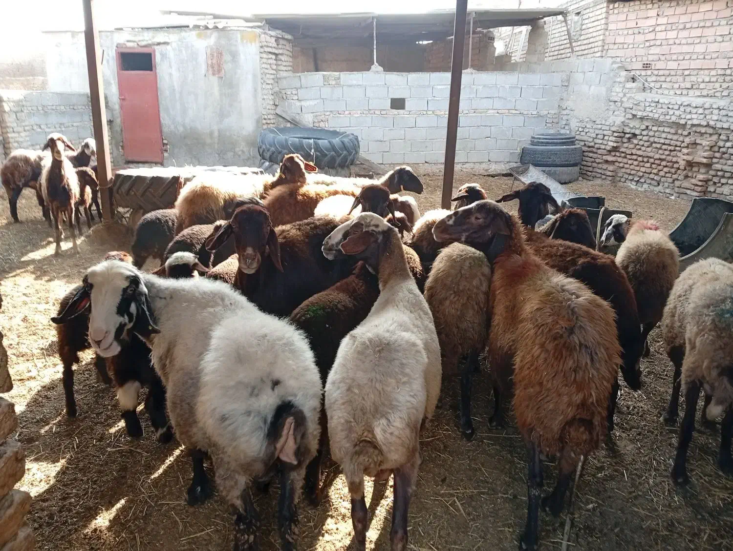 15راس گوسفند افشار بره دارجوان|حیوانات مزرعه|انبارآلوم, |دیوار