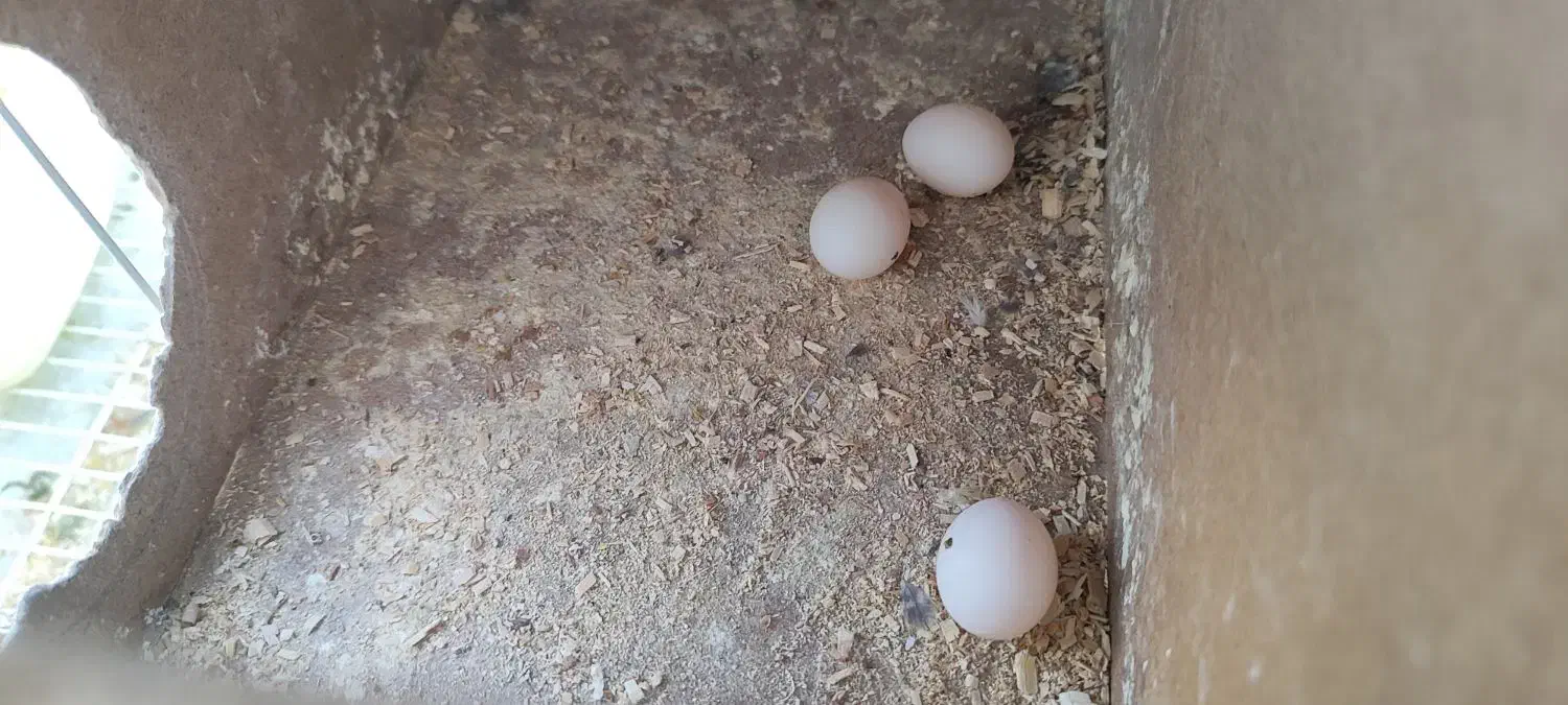 عروس هلندی|پرنده|چناران, |دیوار