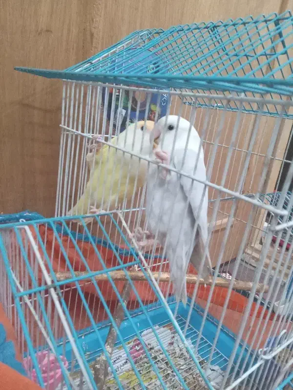 پرنده کوتوله برزیلی|پرنده|رشت, ولکس|دیوار