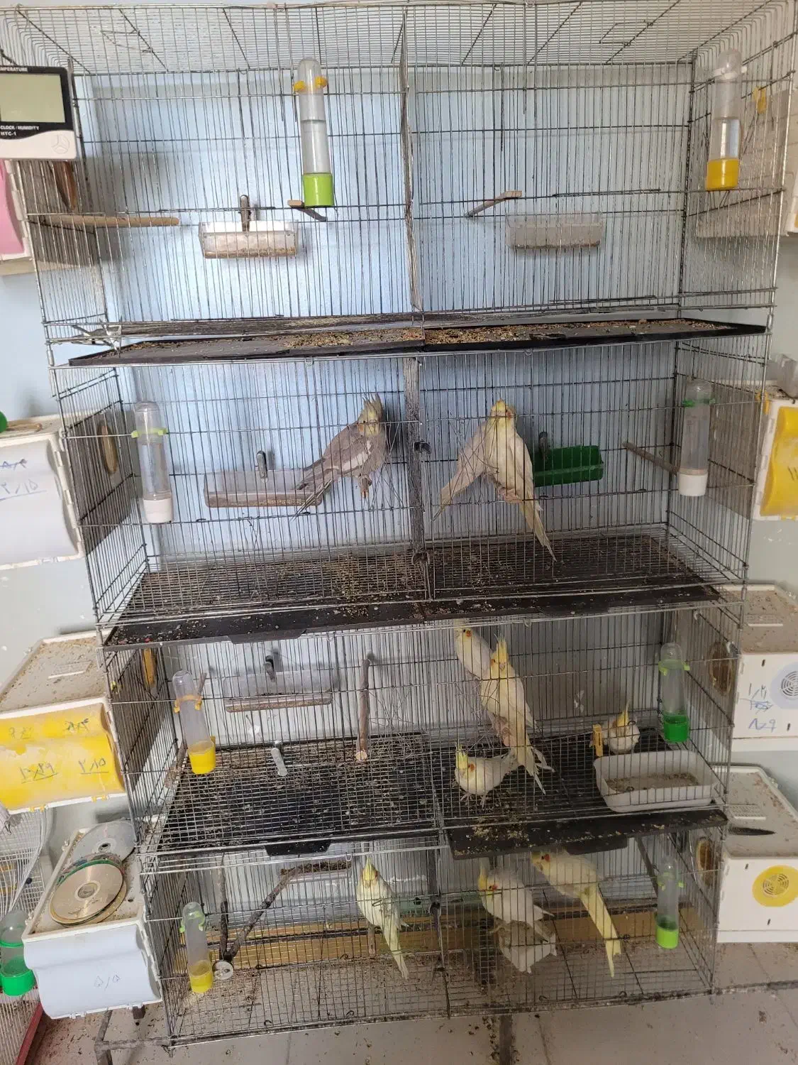 فروش سالن عروس هلندی|پرنده|شوش, |دیوار