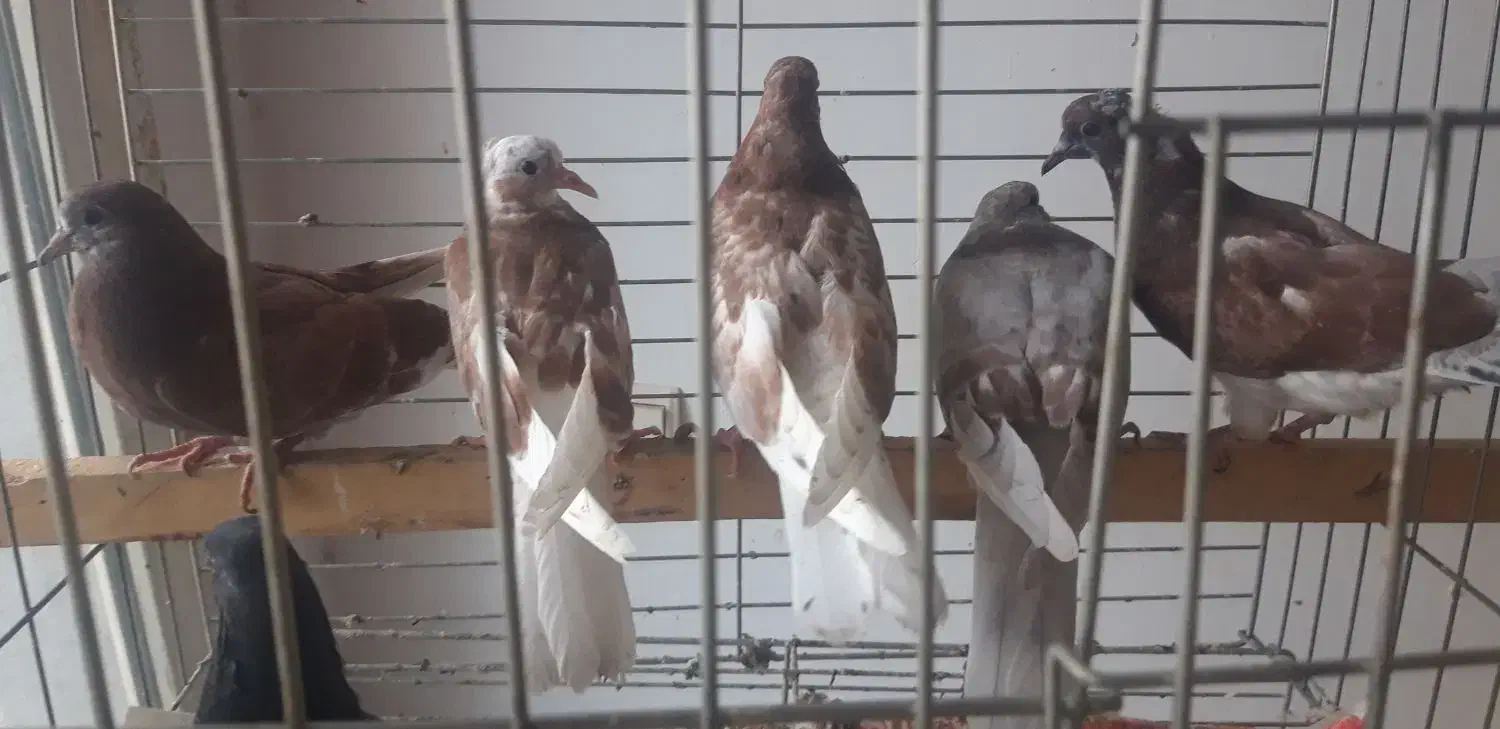 جوجه پرشی|پرنده|رودهن, |دیوار