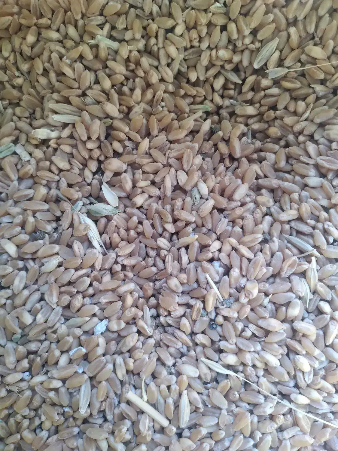 گندم..|خوردنی و آشامیدنی|کوهنانی, |دیوار