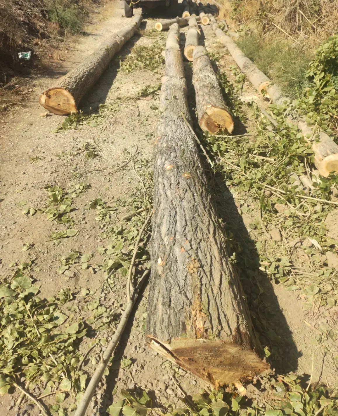 خرید و فروش چوب درخت تر و خشک|عمده‌فروشی|ماکو, |دیوار