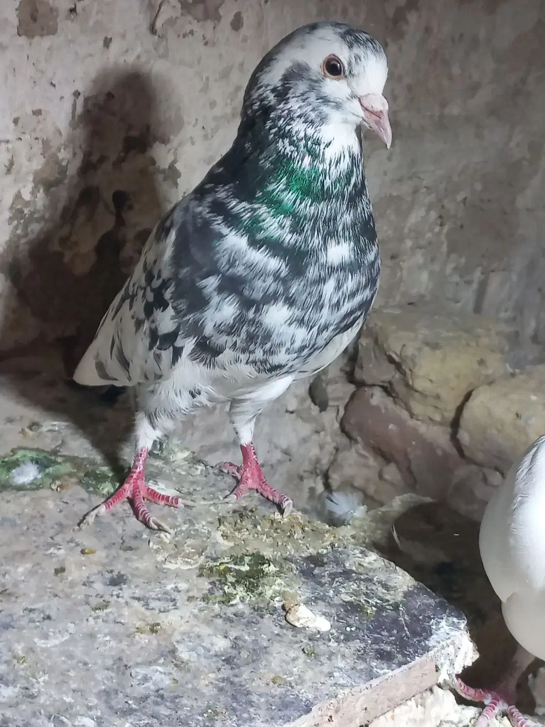 پرنده هفرنگ گمشده|پرنده|سبزوار, غرب نیروگاه|دیوار