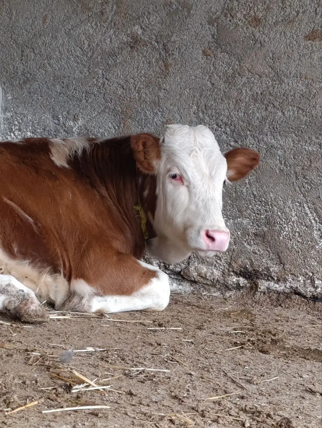 فروش ویژه گوساله های پرواری اصیل|حیوانات مزرعه|بندر ترکمن, |دیوار