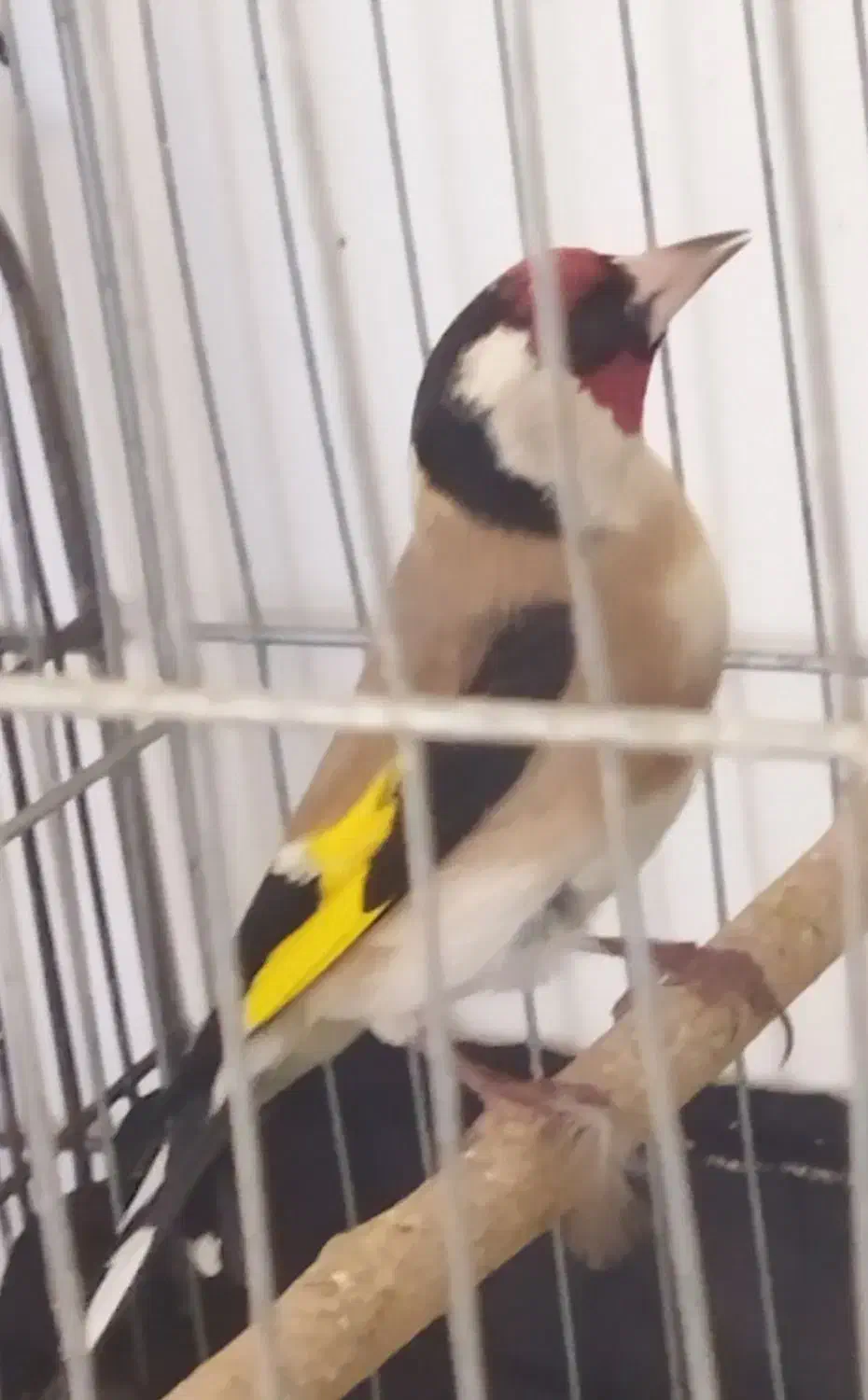 سهره باغی|پرنده|جوانرود, |دیوار