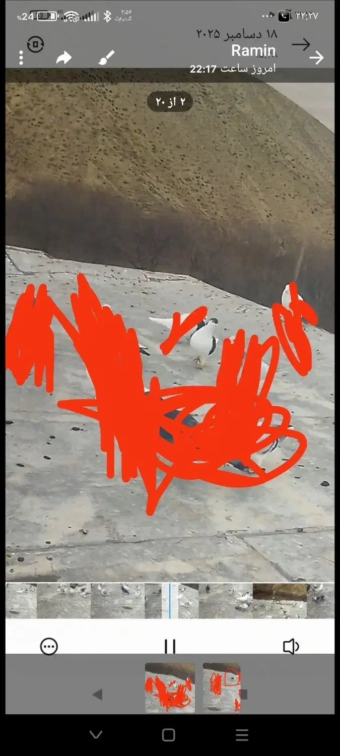 کفترگمشده|حیوانات|بجنورد, |دیوار