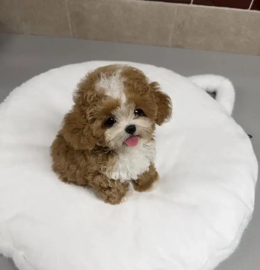 سگ عروسکی|سگ|قزوین, |دیوار