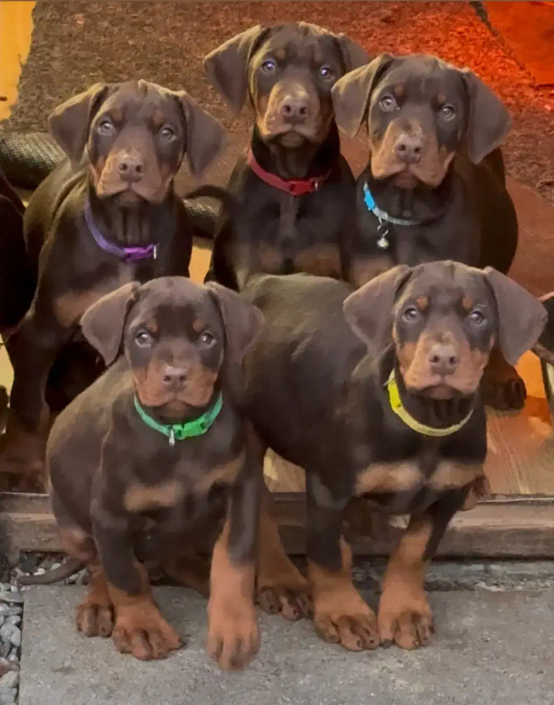 واگذاری توله دوبرمن اصیل مفت|سگ|تهران, پارک شهر|دیوار