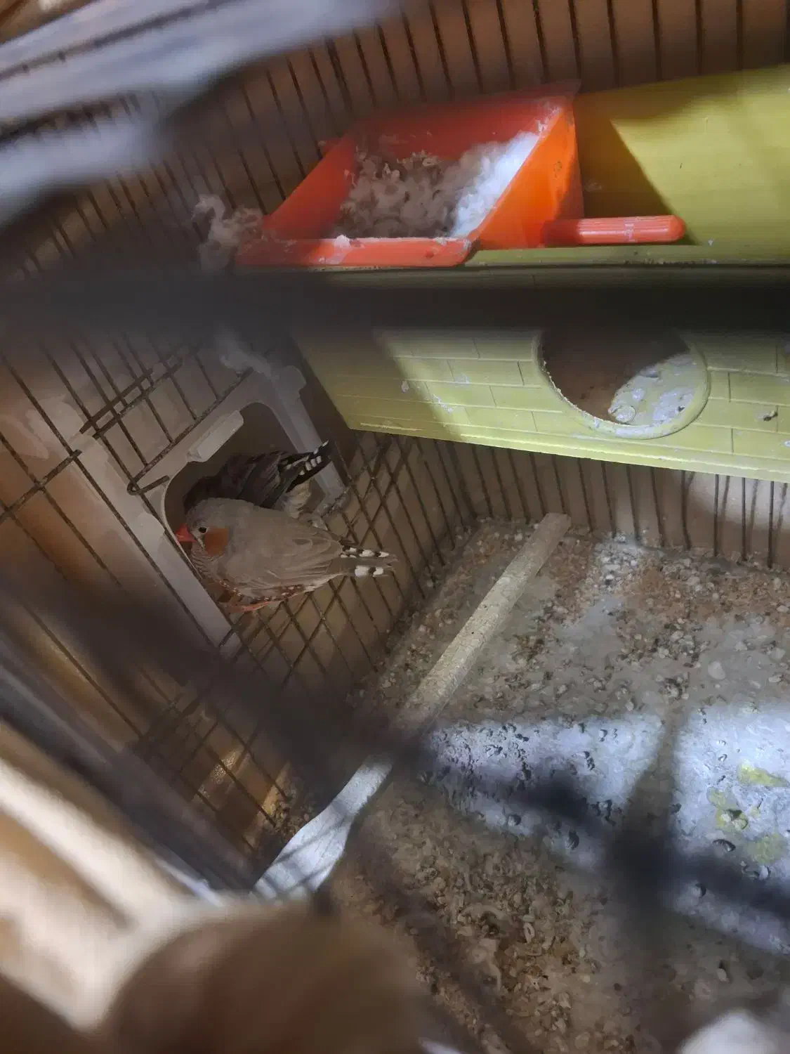 فنچ|پرنده|ری, سیزده آبان|دیوار