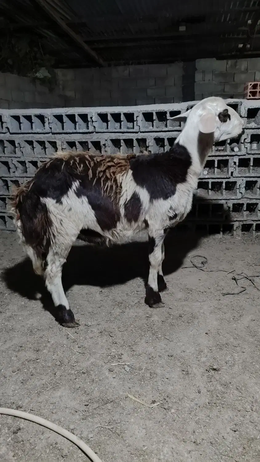 قوچ بره بروجردی|حیوانات مزرعه|علی‌آباد کتول, |دیوار