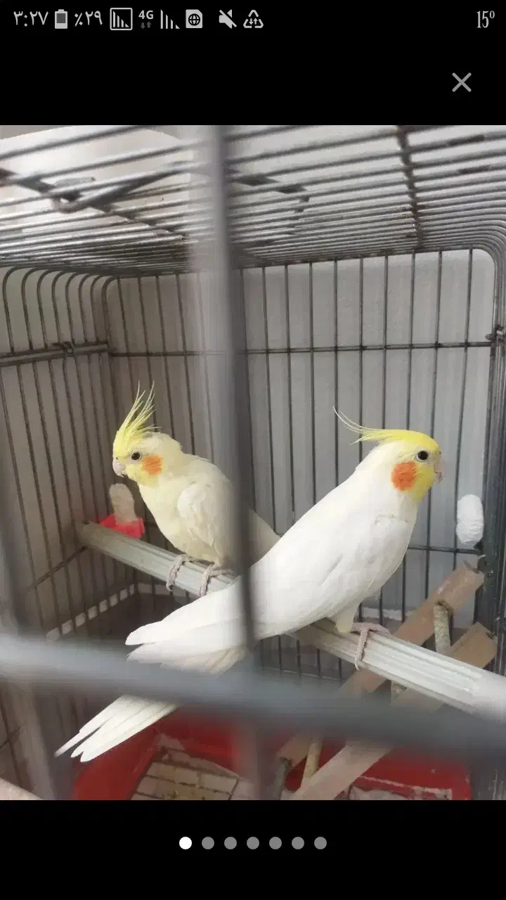 انواع پرنده|پرنده|خلخال, |دیوار