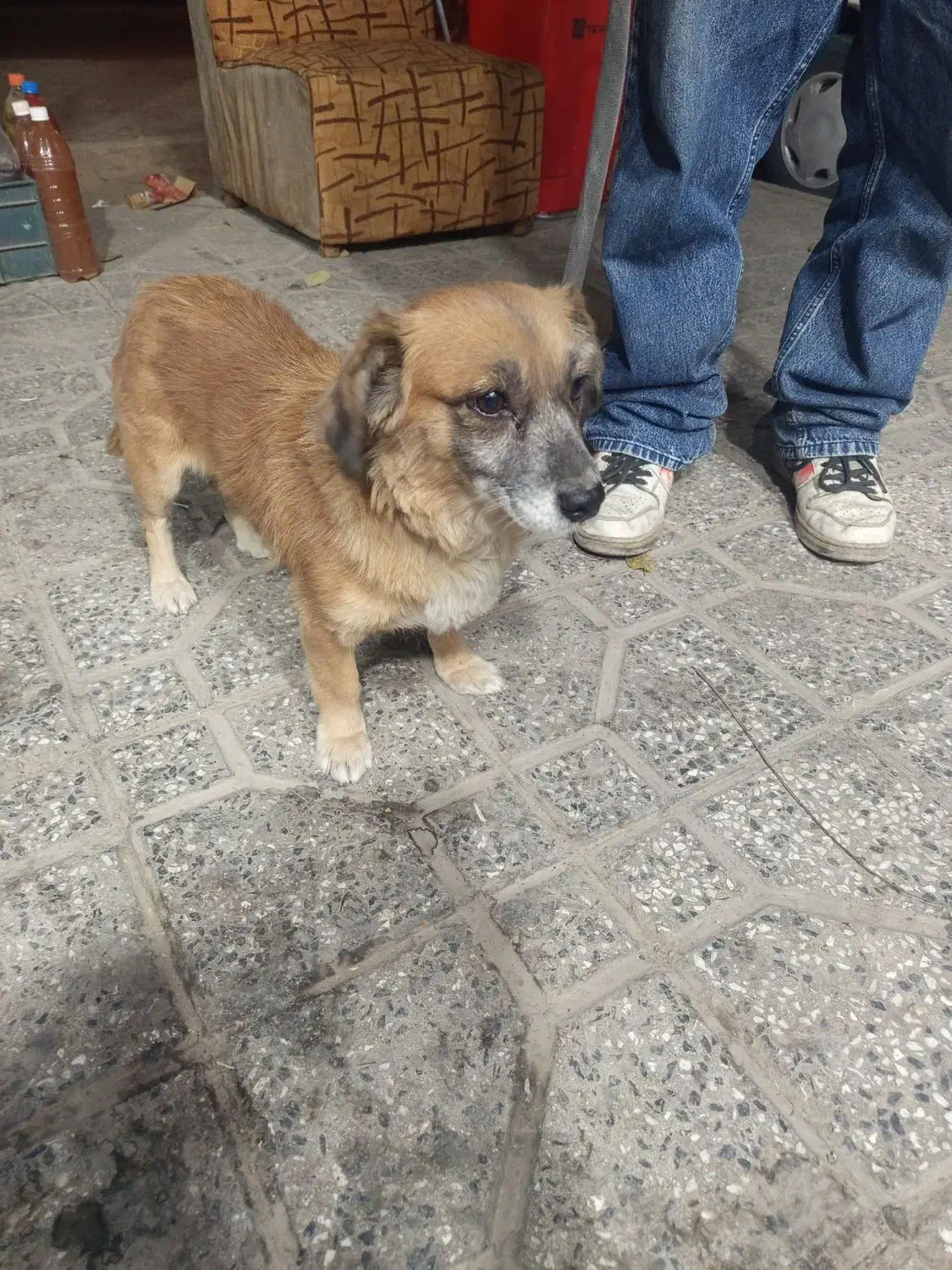 گم شده ...پیدا شده پیش منه|سگ|همدان, |دیوار