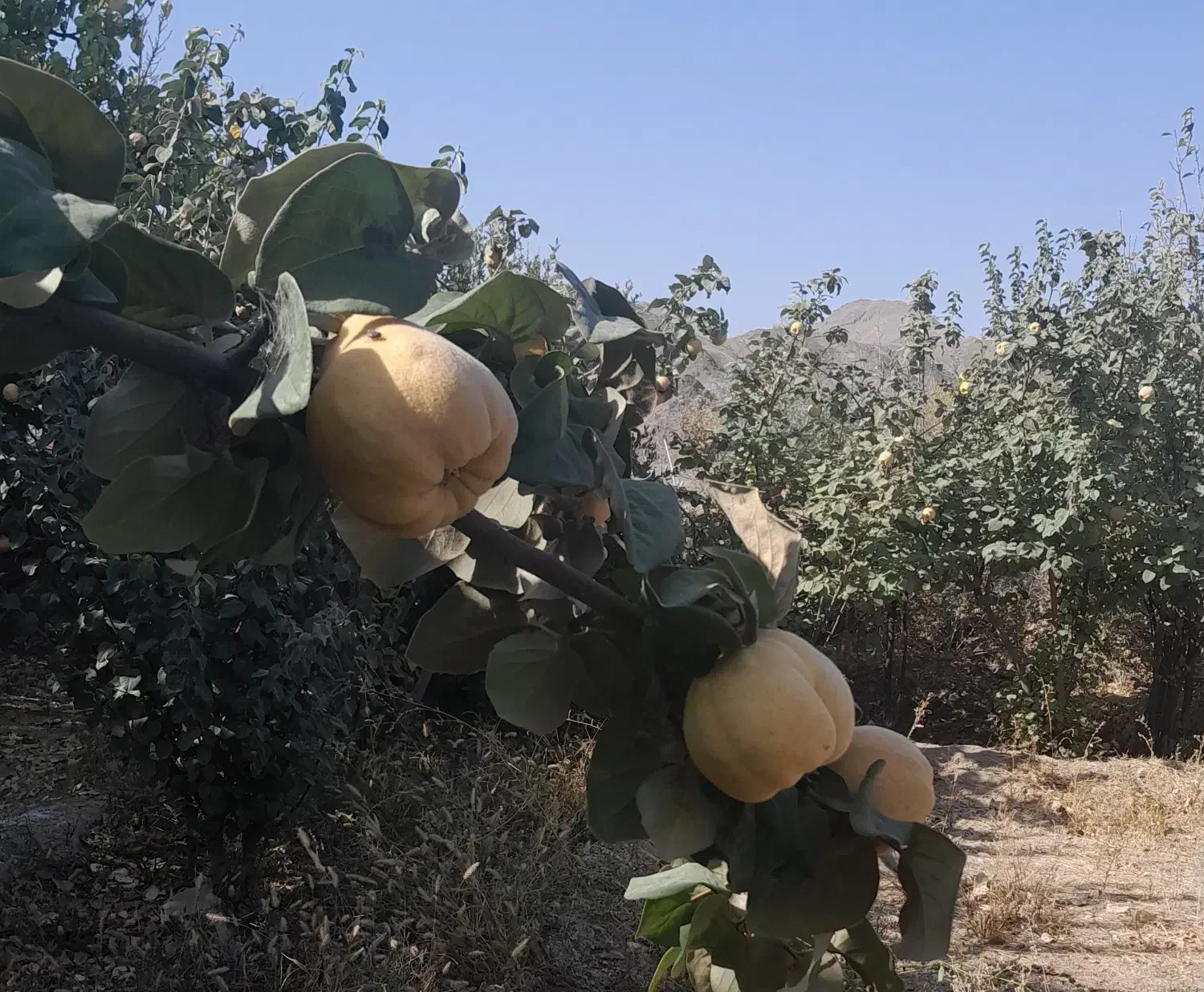 فروش باغ در کوهبنان|فروش خانه و ویلا|کوهبنان, |دیوار