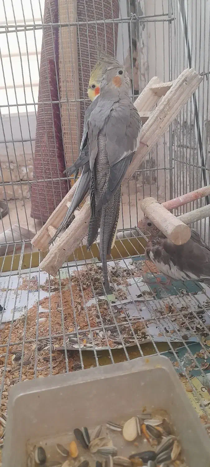 جفا عروس هلندی|پرنده|رباط‌کریم, رباط‌کریم|دیوار