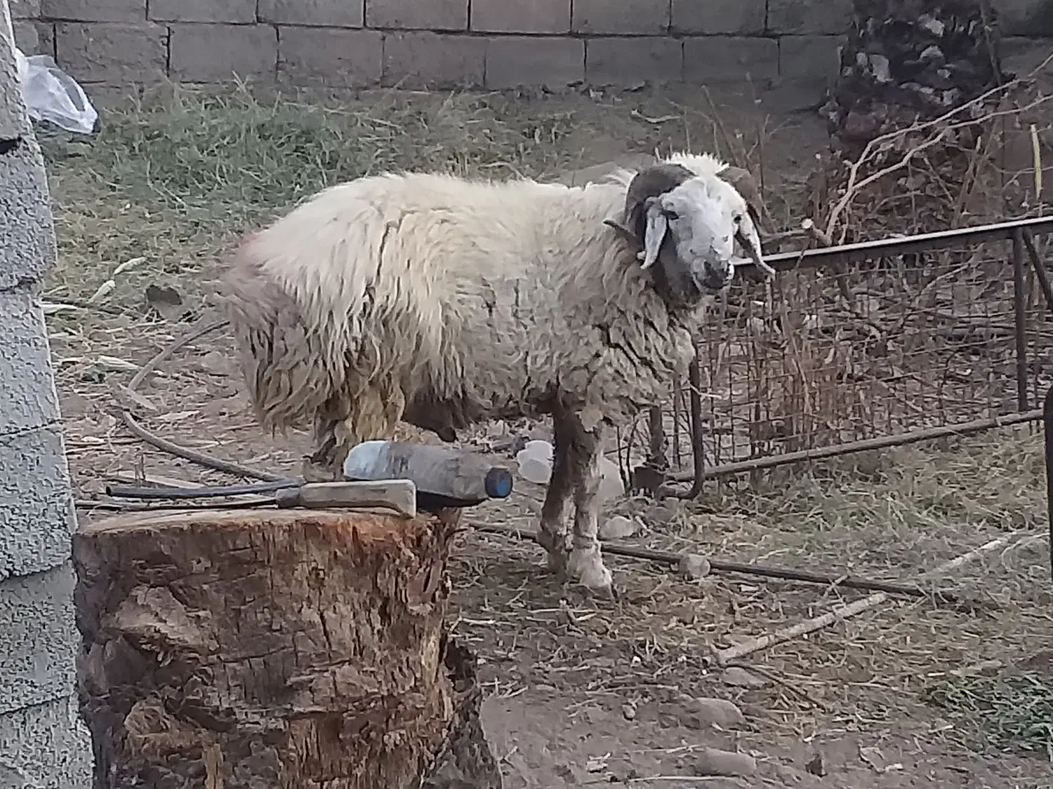 قوچ و بره|حیوانات مزرعه|جیرفت, |دیوار